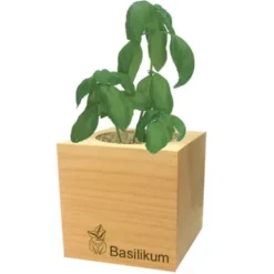 Basilikum ecocube, Pflanze im Holzwürfel