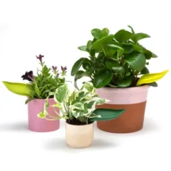 Bewässerungsblätter LEAFLOW 3er-Set