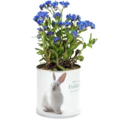 Blumendose Frohe Ostern - Vergissmeinnicht, Hase
