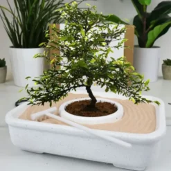 DIY Bonsai Anzuchtset