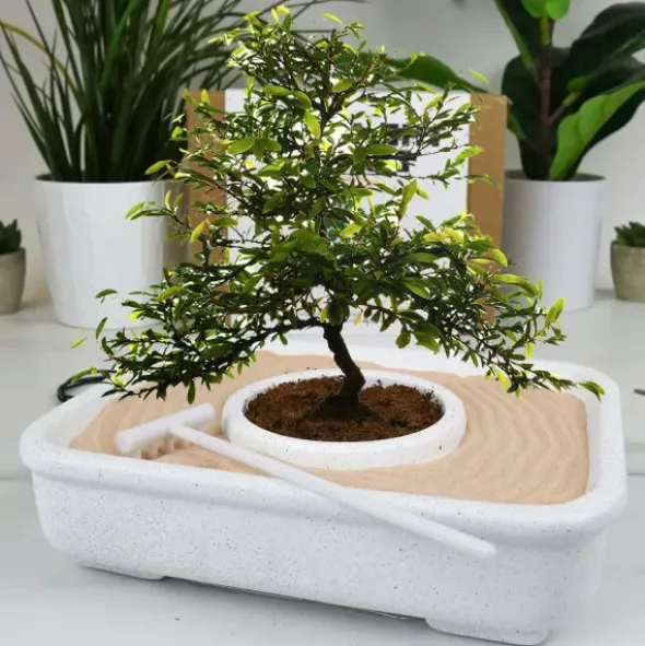 DIY Bonsai Anzuchtset
