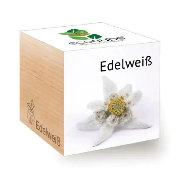 Edelweiß ecocube, Pflanze im Holzwürfel