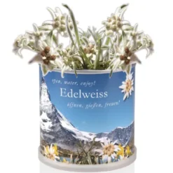 Edelweiß in der Dose – Anzuchtset mit Samen & Granulat