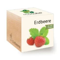 Erdbeere ecocube, Pflanze im Holzwürfel