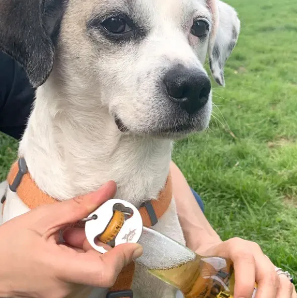 Flaschenöffner mit Karabiner DOG COLLAR KOBE