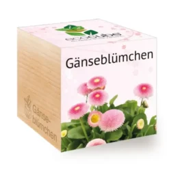 Gänseblümchen ecocube, Pflanze im Holzwürfel