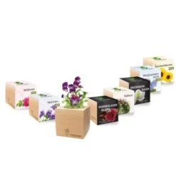 Gänseblümchen ecocube, Pflanze im Holzwürfel