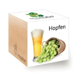 Hopfen ecocube, Pflanze im Holzwürfel