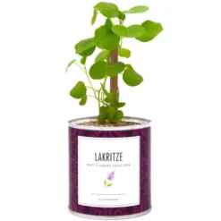 Lakritzpflanze in der Dose – Blumendose Anzuchtset mit Samen & Granulat