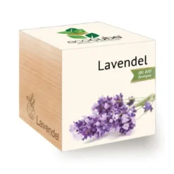 Lavendel ecocube, Pflanze im Holzwürfel