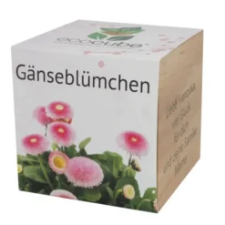 Pflanzwürfel Gänseblümchen mit persönlicher Gravur