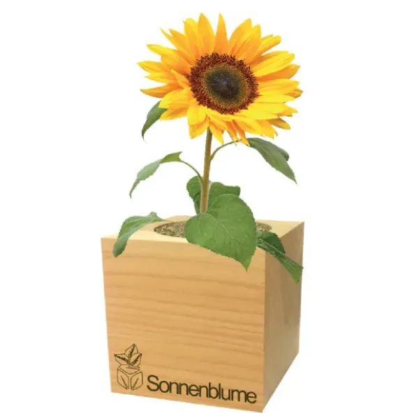 Pflanzwürfel Sonnenblume mit persönlicher Gravur