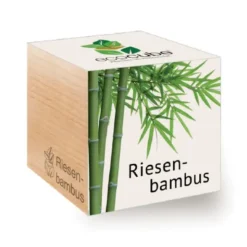 Riesenbambus ecocube, Pflanze im Holzwürfel