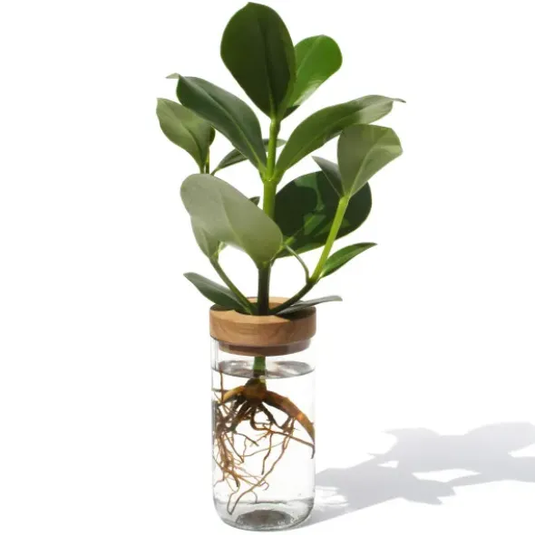 Vase & Dose - Glasbehälter klarglas mit Holzdeckel - Blumenvase oder Vorratsglas