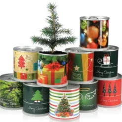 Weihnachtsbaum aus der Dose - Merry Christmas Tannenbaum Pflanzset