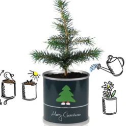 Weihnachtsbaum aus der Dose - Merry Christmas Tannenbaum Pflanzset