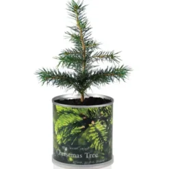 Weihnachtsbaum aus der Dose – Tannenbaum selber ziehen mit Samen & Granulat
