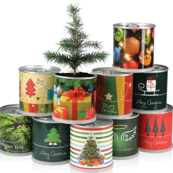 Weihnachtsbaum aus der Dose – Tannenbaum selber ziehen mit Samen & Granulat