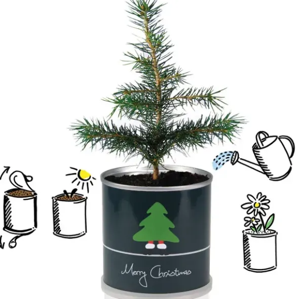 Weihnachtsbaum aus der Dose – Tannenbaum selber ziehen mit Samen & Granulat